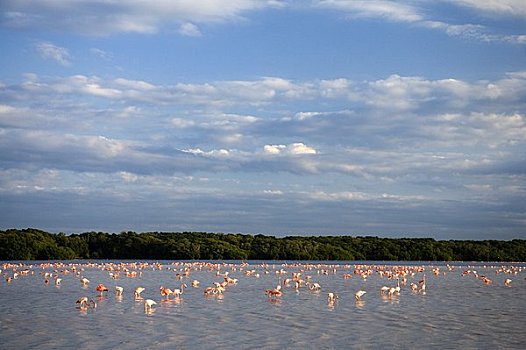 火烈鸟,国家级保护区,尤卡坦半岛,墨西哥