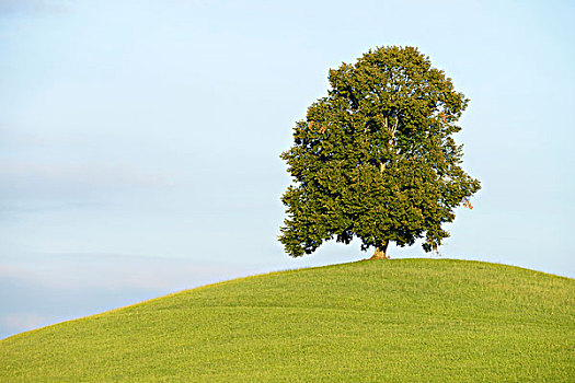 酸橙树,椴树属,绿色,山,瑞士,欧洲