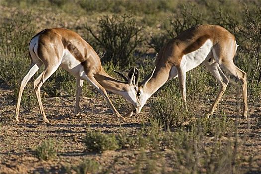 争斗,跳羚,卡拉哈迪大羚羊国家公园,博茨瓦纳,南非