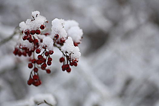 大雪,雪后,植物,种子,红果,遮盖,颜色,对比,鲜艳,吸引,洁白