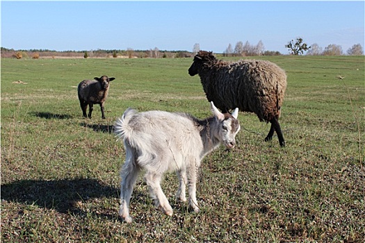 绵羊,山羊,放牧,草地