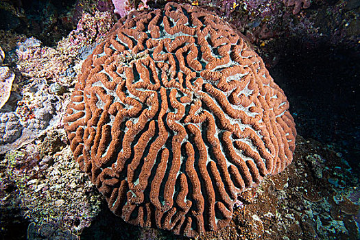 大脑,珊瑚,印度尼西亚