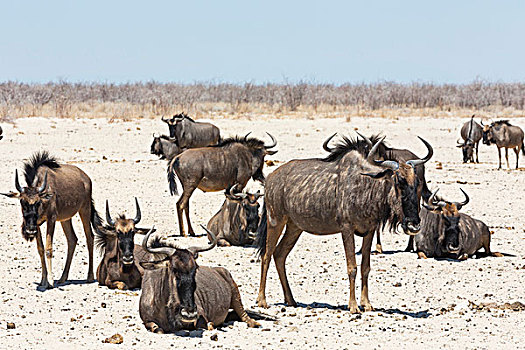 牧群,角马,埃托沙国家公园,纳米比亚,非洲