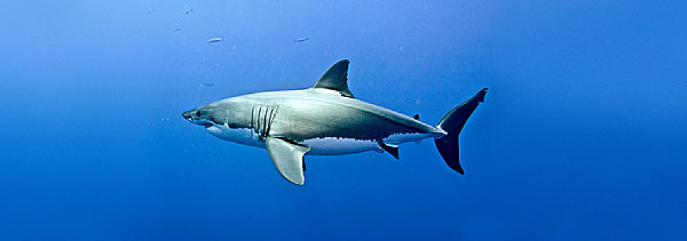 大白鲨,沙鲨属,瓜达卢佩,墨西哥