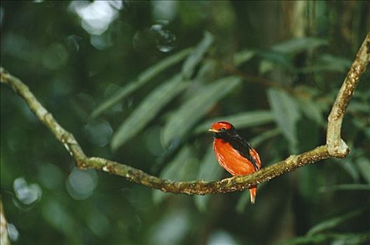红色,展示,栖息,亚马逊雨林,秘鲁