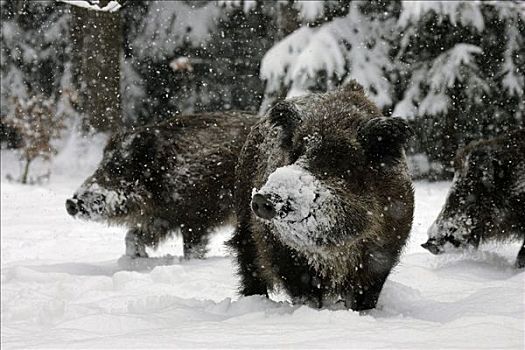 野猪,雪盖