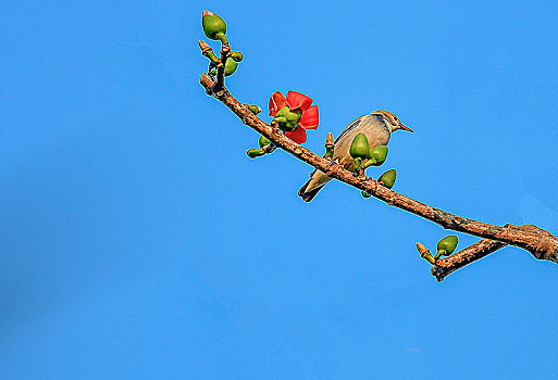 海南,红色木棉花,鸟