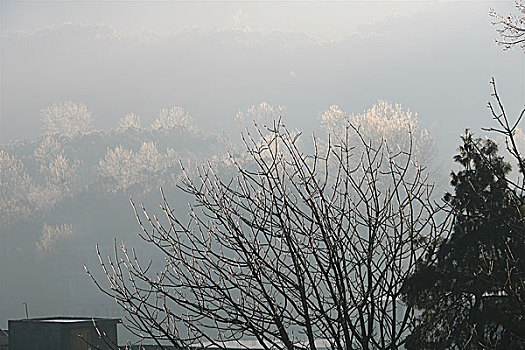 雾凇美景迷人,贵州,威宁,冰,凌,挂满树梢,冷空气,美景,迷人,雾凇,风光,冬季