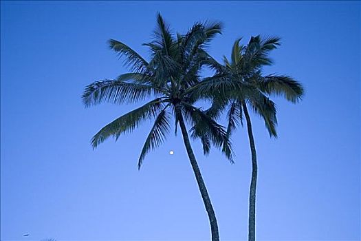 两个,高,棕榈树,蓝天,下午,亮光,月亮,仰视
