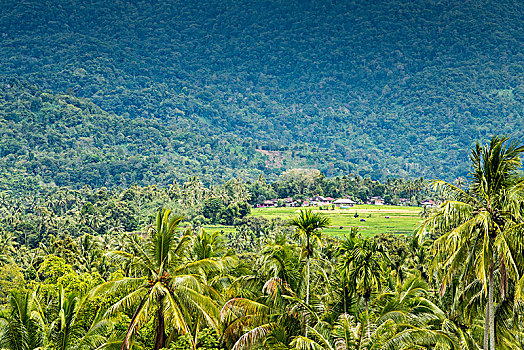 印尼,大山,乡村,椰树,村庄