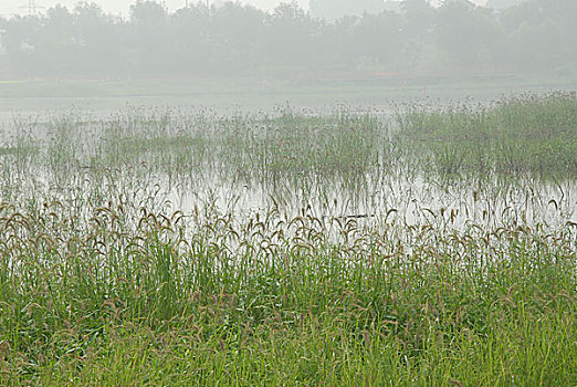 洛河湿地