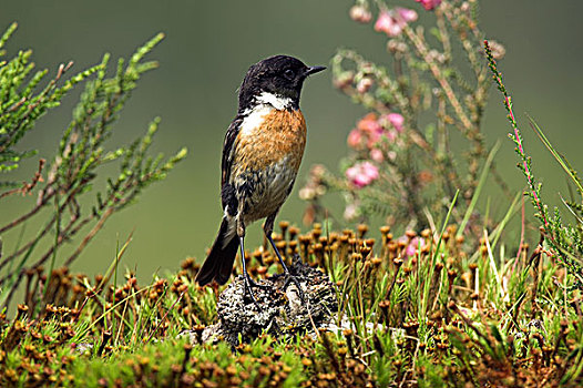 普通,野翁鸟,黑喉石鵖,荷兰