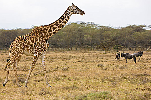 非洲,肯尼亚,马赛长颈鹿,湖