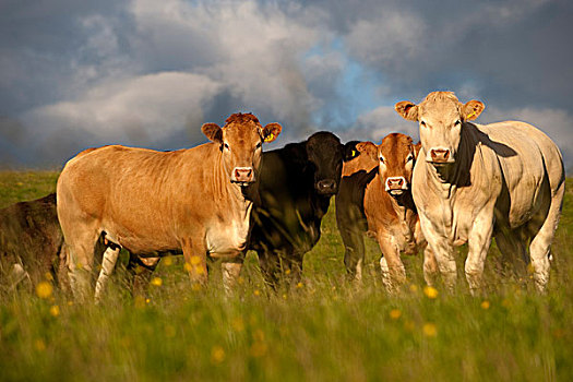 家牛,金发,牛肉,牧群,站立,草场,坎布里亚,英格兰,欧洲