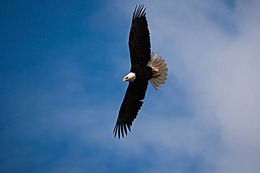 白头鹰,冰河湾国家公园,自然保护区,阿拉斯加,美国