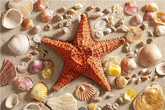 海滩,白沙,海星,许多,蛤蜊,壳,夏天