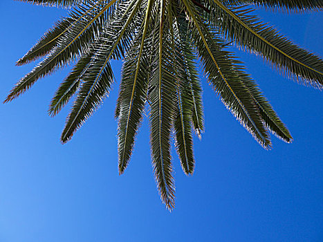 棕榈树,清晰,蓝天