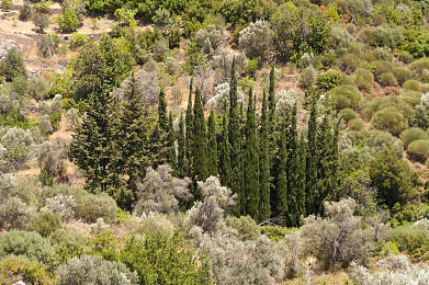 地中海柏树图片
