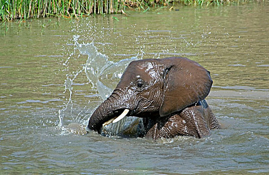 大象,游泳,东非,坦桑尼亚