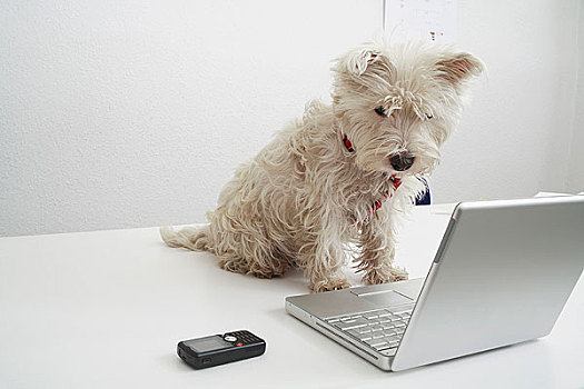 狗,坐,书桌,正面,笔记本电脑