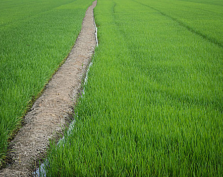 绿色,稻田,小路