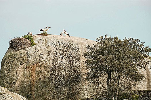 白鹳,花冈岩,漂石,自然遗产,埃斯特雷马杜拉,西班牙,欧洲
