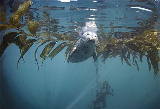 斑海豹,漂浮,水下,蒙特里,加利福尼亚
