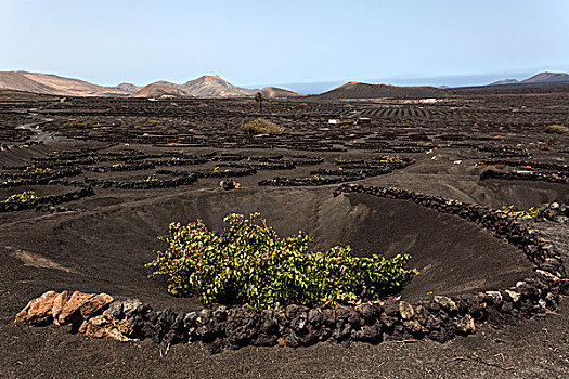 特色,葡萄园,干燥,培育,火山灰,火山岩,藤,兰索罗特岛,加纳利群岛,西班牙,欧洲