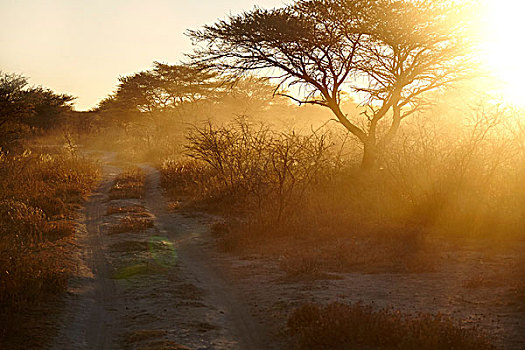 尘土,干燥,朴素,逆光,树,日落,纳米比亚,非洲