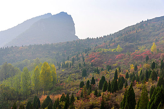 山峰树林