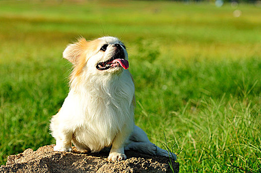 京巴犬