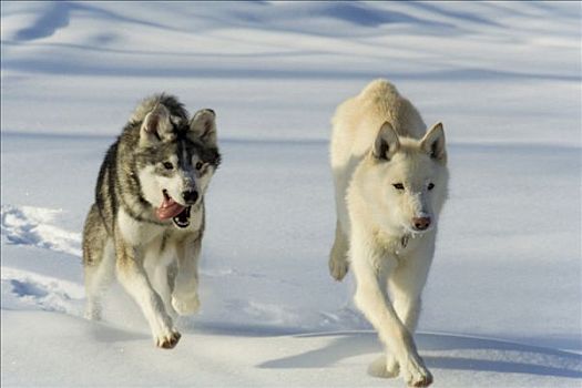 两个,爱斯基摩犬,跑,雪,育空地区,加拿大