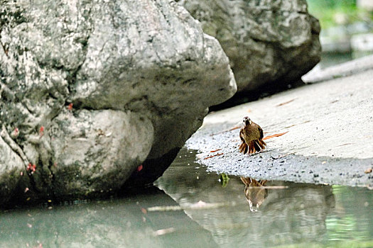 浣花溪公园的白颊噪鹛