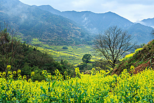 画里乡村篁岭