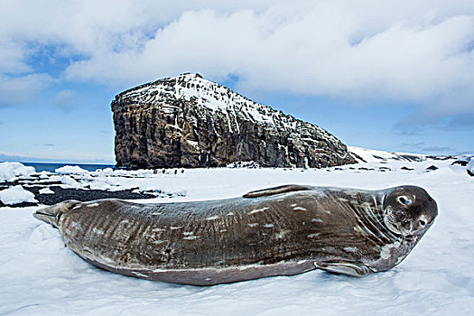 南极,南设得兰群岛,威德尔海豹,韦德尔氏海豹,休息,雪中,岸边,欺骗岛