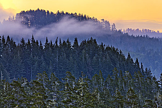 雾,上方,松树,树林,俄勒冈,沙丘,国家休闲度假区,俄勒冈海岸,美国