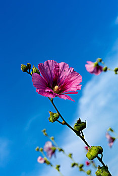 蜀葵开花,锦葵