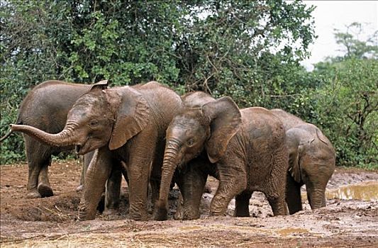 幼兽,大象,非洲象,动物收容院,内罗毕,游戏,公园,肯尼亚,非洲