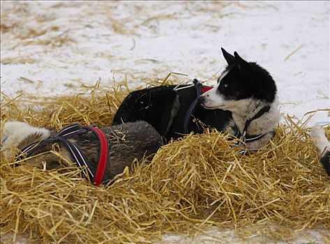 哈士奇犬,穿,马具,卧,床,稻草,挪威,斯堪的纳维亚