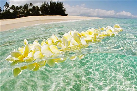 夏威夷,瓦胡岛,北岸,鸡蛋花,花环,漂浮,晶莹,清晰,海洋