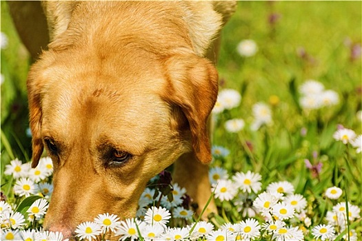 狗,嗅,花