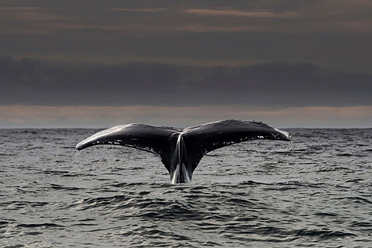 驼背鲸,斯凯利格,岛屿,爱尔兰