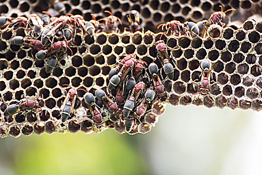 蜂巢,大黄蜂