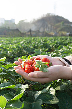 春季出游草莓园摘草莓