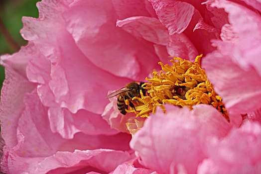 牡丹花,蜜蜂采蜜
