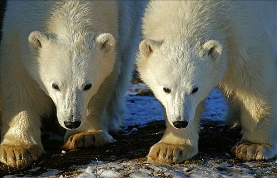 特写,北极熊,幼兽,走,丘吉尔市,哈得逊湾,加拿大