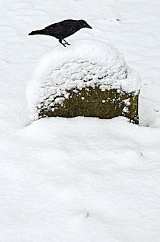 积雪