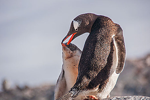 南极冰川巴布亚企鹅金图企鹅和小企鹅在岩石上