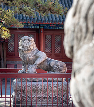 北京白塔寺大觉宝殿前元代石狮