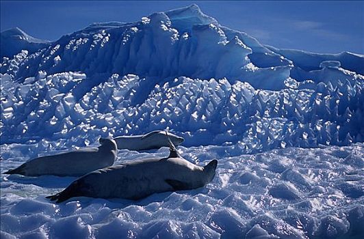 食蝦海豹,冰河,南极